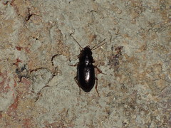 Selenophorus