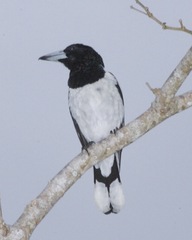 Hooded Butcherbird photo 4
