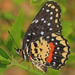 Mariposa Parche Carmesí - Photo (c) Judy Gallagher, algunos derechos reservados (CC BY)