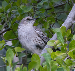 Mimus gundlachii