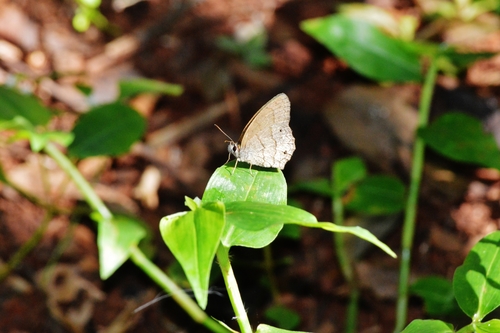 Cissia eous photo 5