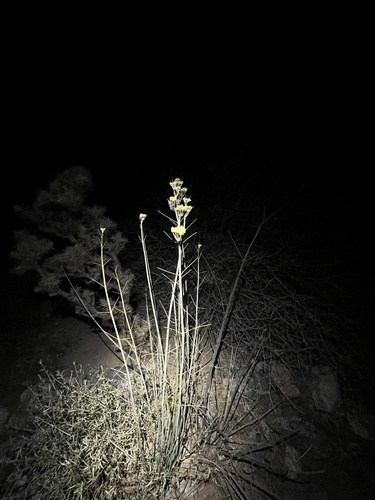 iNaturalist observation photo of rush milkweed
