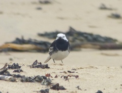 Motacilla alba