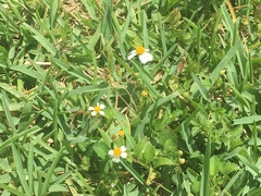 Bidens alba