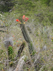 Borzicactus sepium