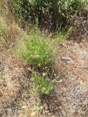 Solanum umbelliferum
