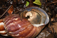 Coenobita cavipes