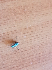 Clanoptilus marginellus