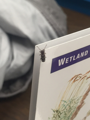 Psenocerus supernotatus