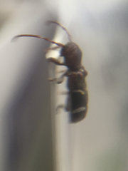 Psenocerus supernotatus
