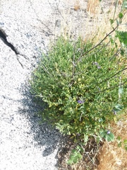 Solanum umbelliferum
