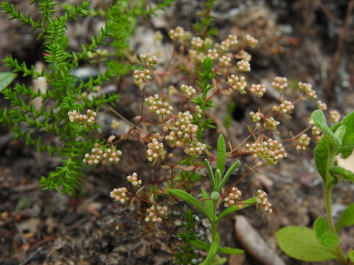 Image of Radiola linoides by (c) Duarte Frade, some rights reserved (CC BY)