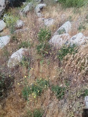 Solanum umbelliferum