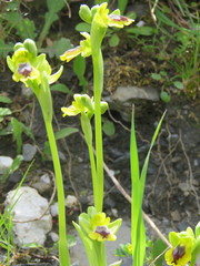 Ophrys sicula