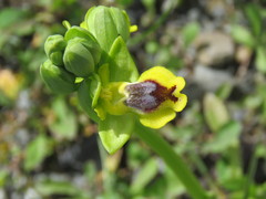 Ophrys sicula
