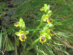 Ophrys sicula