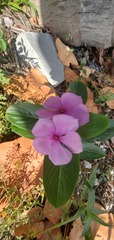 Catharanthus roseus image