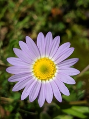 Astranthium ciliatum