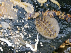 Acanthochitona