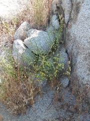 Solanum umbelliferum