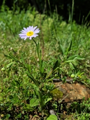 Astranthium ciliatum