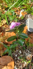 Catharanthus roseus image