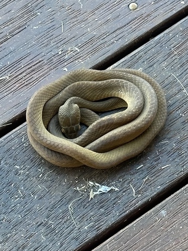 Brown Tree Snake sighting