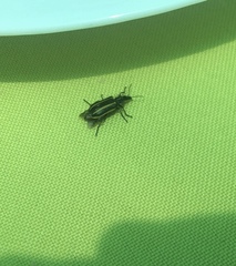 Astylus vittaticollis