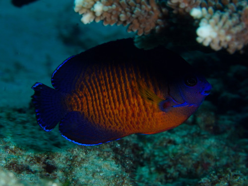 Photo of Yellowtail Angelfish (Centropyge bispinosa)