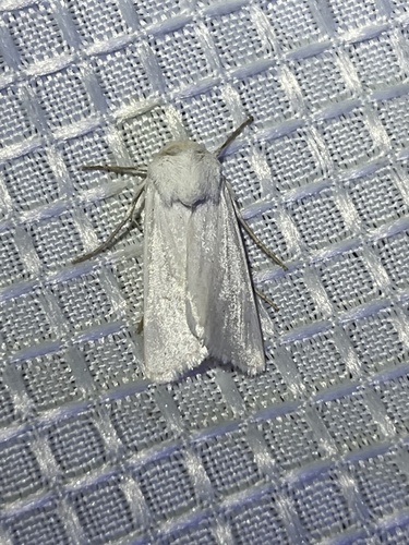 iNaturalist observation photo of Cutworm Moths and Allies