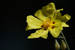 Cistus halimifolius
