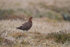 Lagopus lagopus scotica