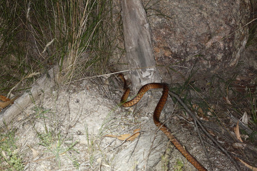 Brown Tree Snake sighting