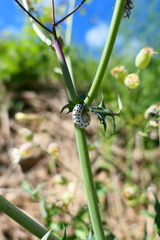 Tenthredo neobesa