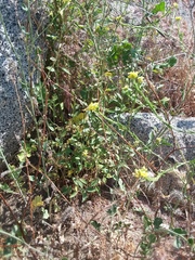 Solanum umbelliferum