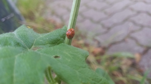 Henosepilachna argus
