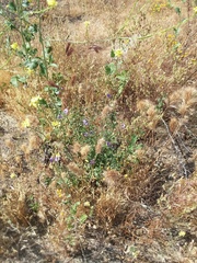 Solanum umbelliferum