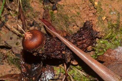 Calostoma fuscum