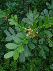 Hippobromus pauciflorus