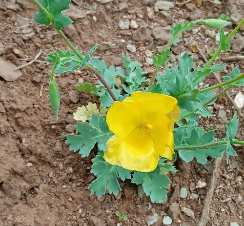 Glaucium fimbrilligerum (Glaucium fimbrilligerum)