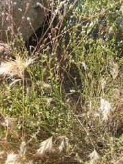 Solanum umbelliferum