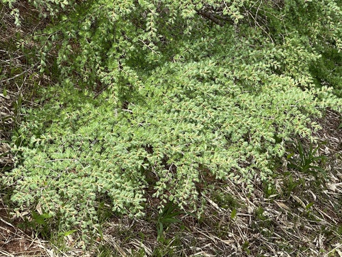 Japanese larch (Larix kaempferi)