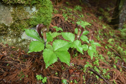 Arisaema ternatipartitum iNat (2)