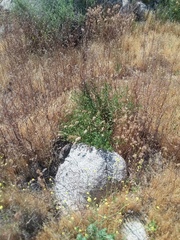 Solanum umbelliferum