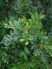 Hippobromus pauciflorus