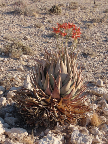 Image of Aloe hereroensis by no rights reserved