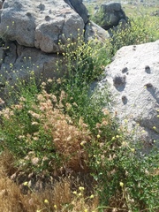 Solanum umbelliferum