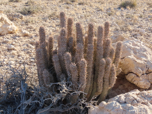 Hoodia gordonii