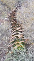Aloe distans