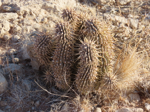 Hoodia gordonii